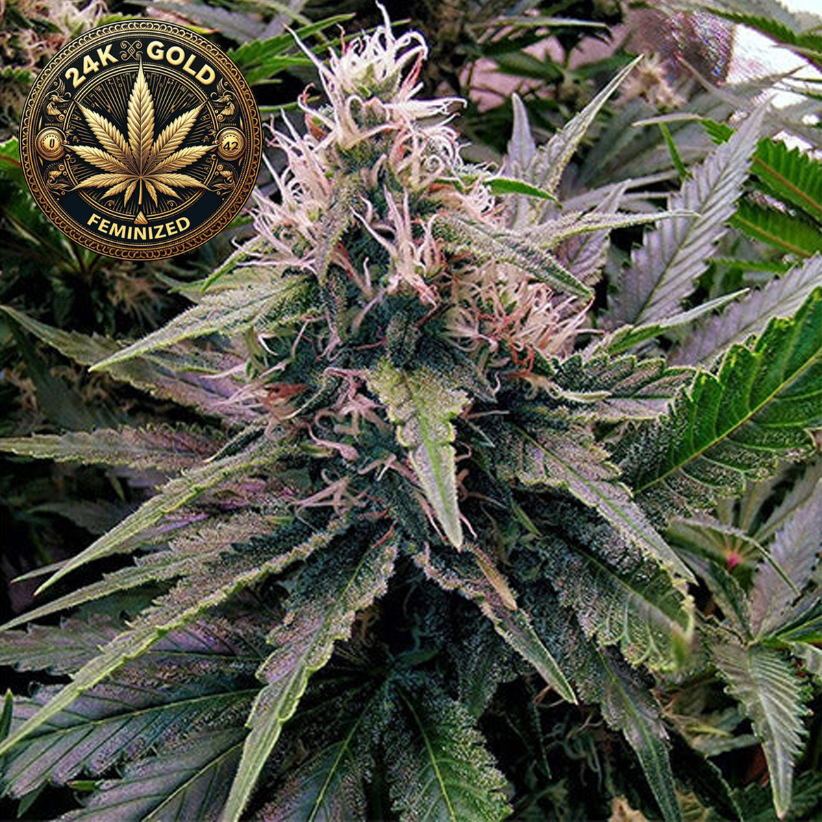 24K Gold Feminized Cannabis Seeds (2 Pack)