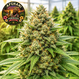 Afghani Hawaiian Feminized Seeds (2 Pack)