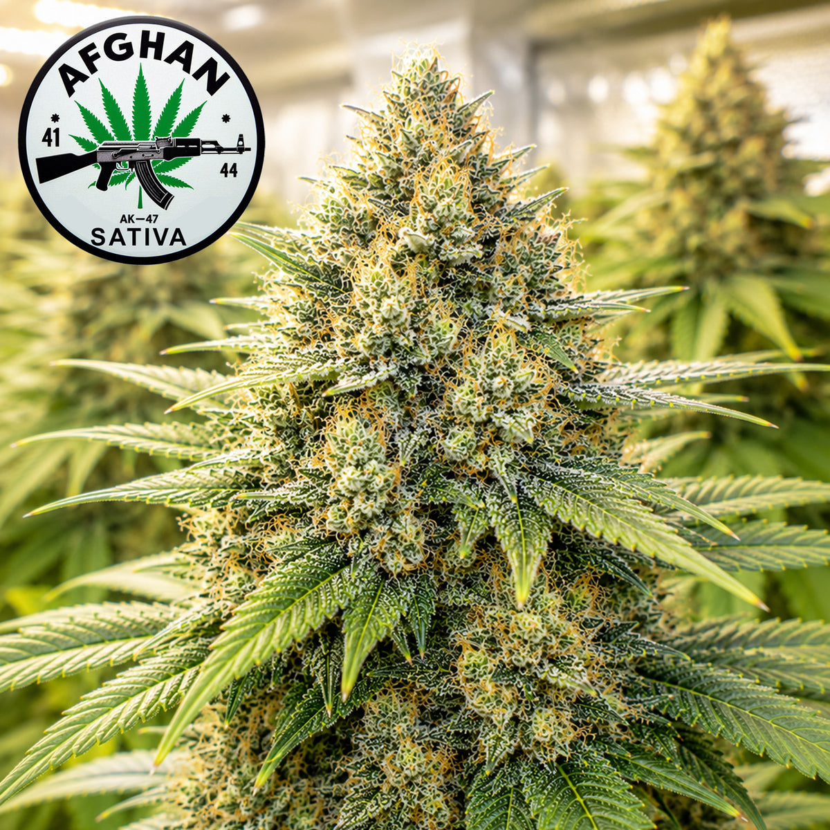 AK-47 Feminized Seeds (2 Pack)