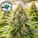 AK-47 Feminized Seeds (2 Pack)