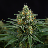 Alien OG Feminized seeds (2 Pack)