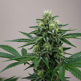 Alien OG Feminized seeds (2 Pack)