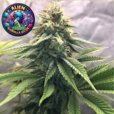 Alien Gorilla Glue Feminized Seeds (2 Pack)