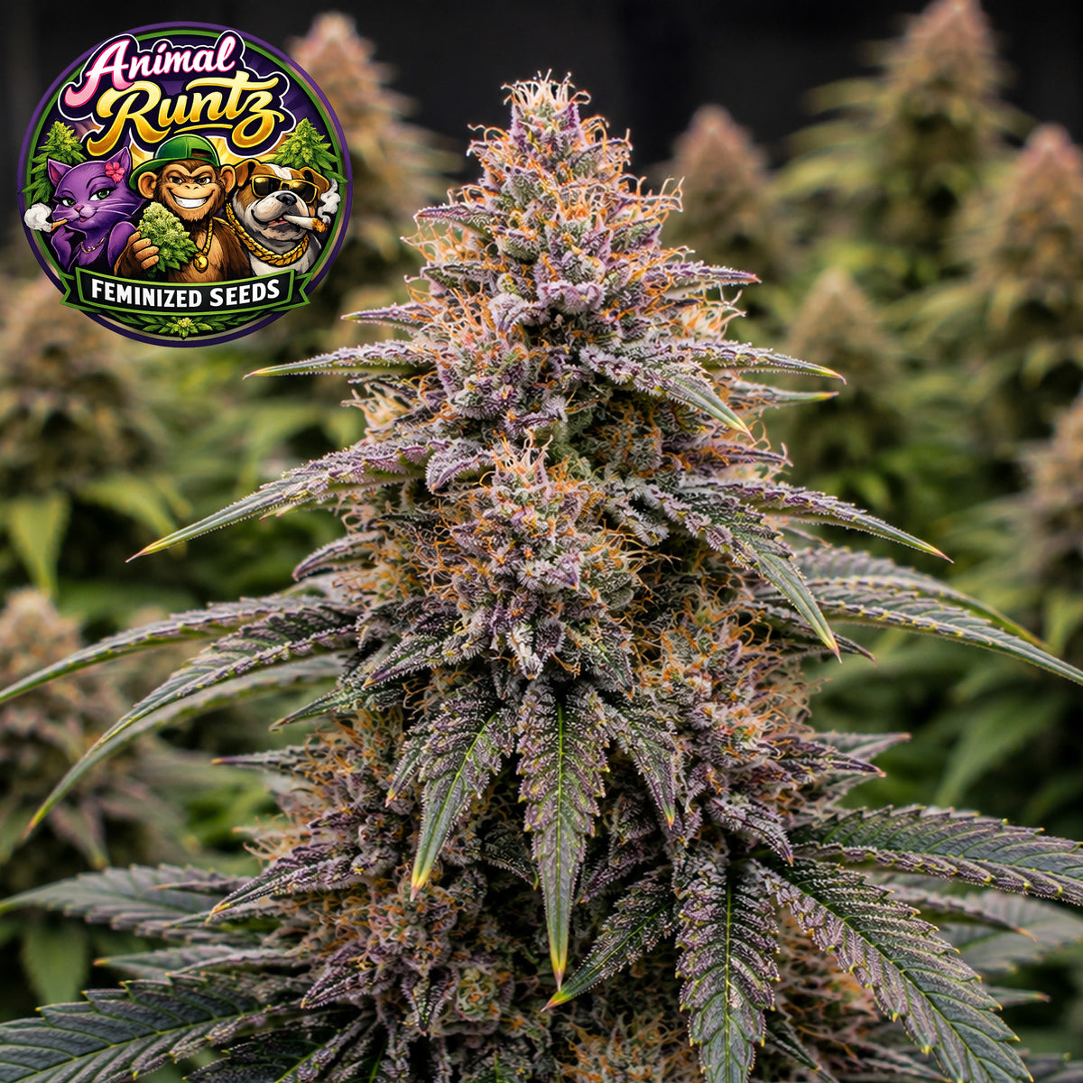 Animal Runtz Feminized Seeds (2 Pack)