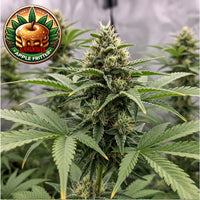 Apple Fritter Autoflower Seeds