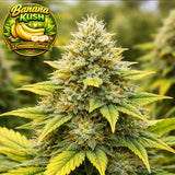 Banana Kush Feminized Seeds