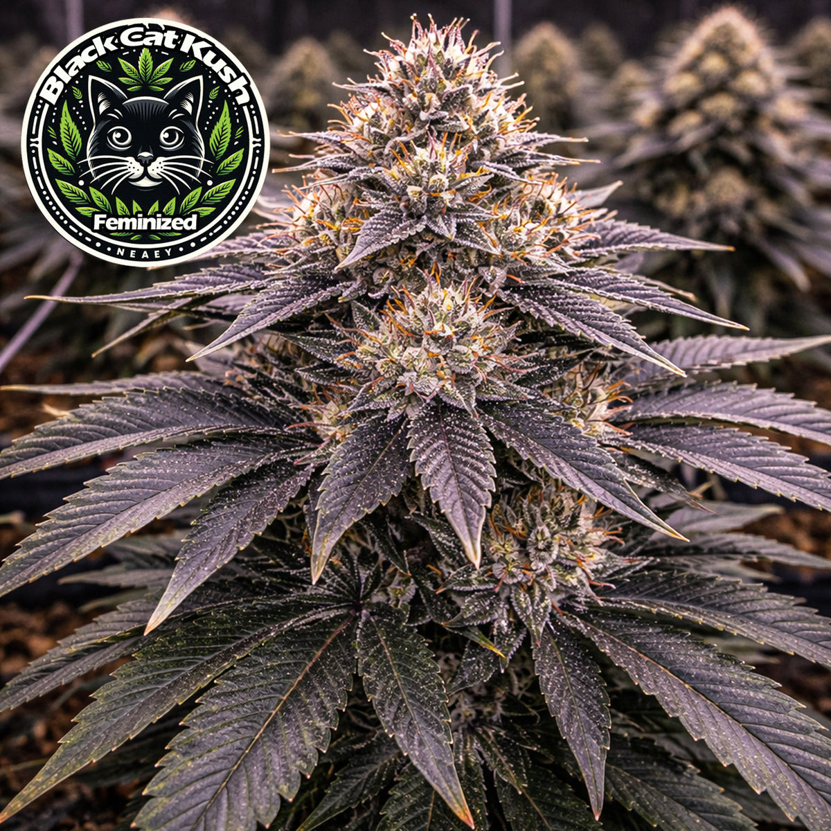 Black Cat Kush Feminized Seeds (2 Pack)