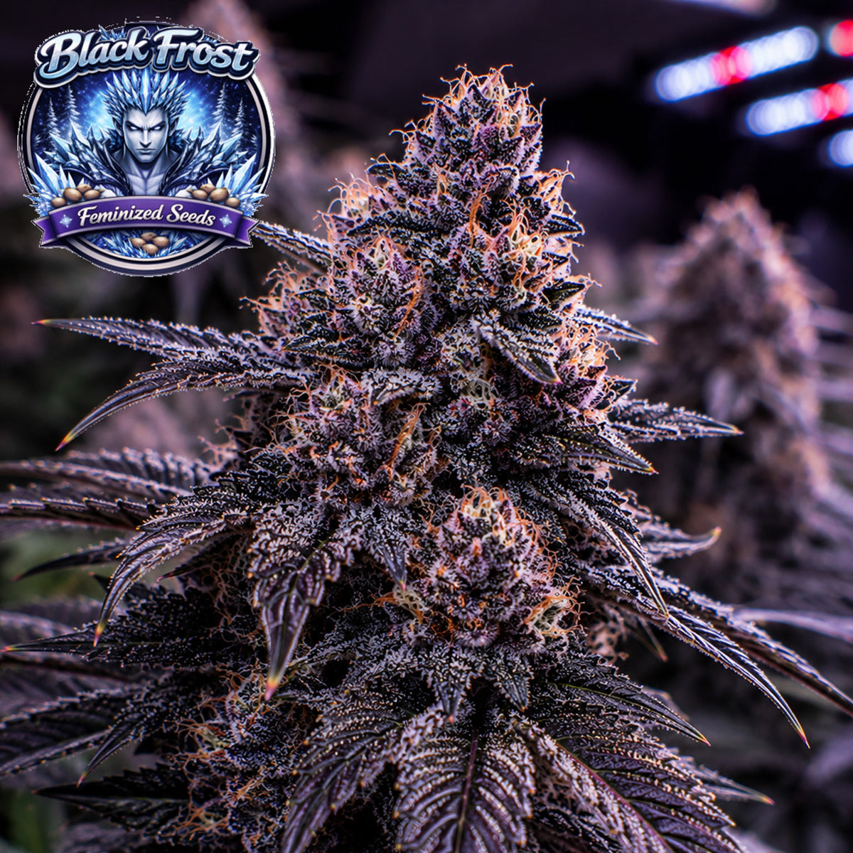 Black Frost Feminized Seeds (2 Pack)