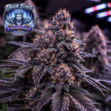 Black Frost Feminized Seeds (2 Pack)
