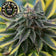 files/Black_Jack_-_Autoflower_Marijuana_Cannibis_Seeds.jpg