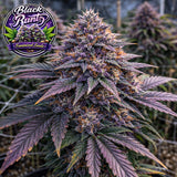 Black Runtz Feminized Seeds