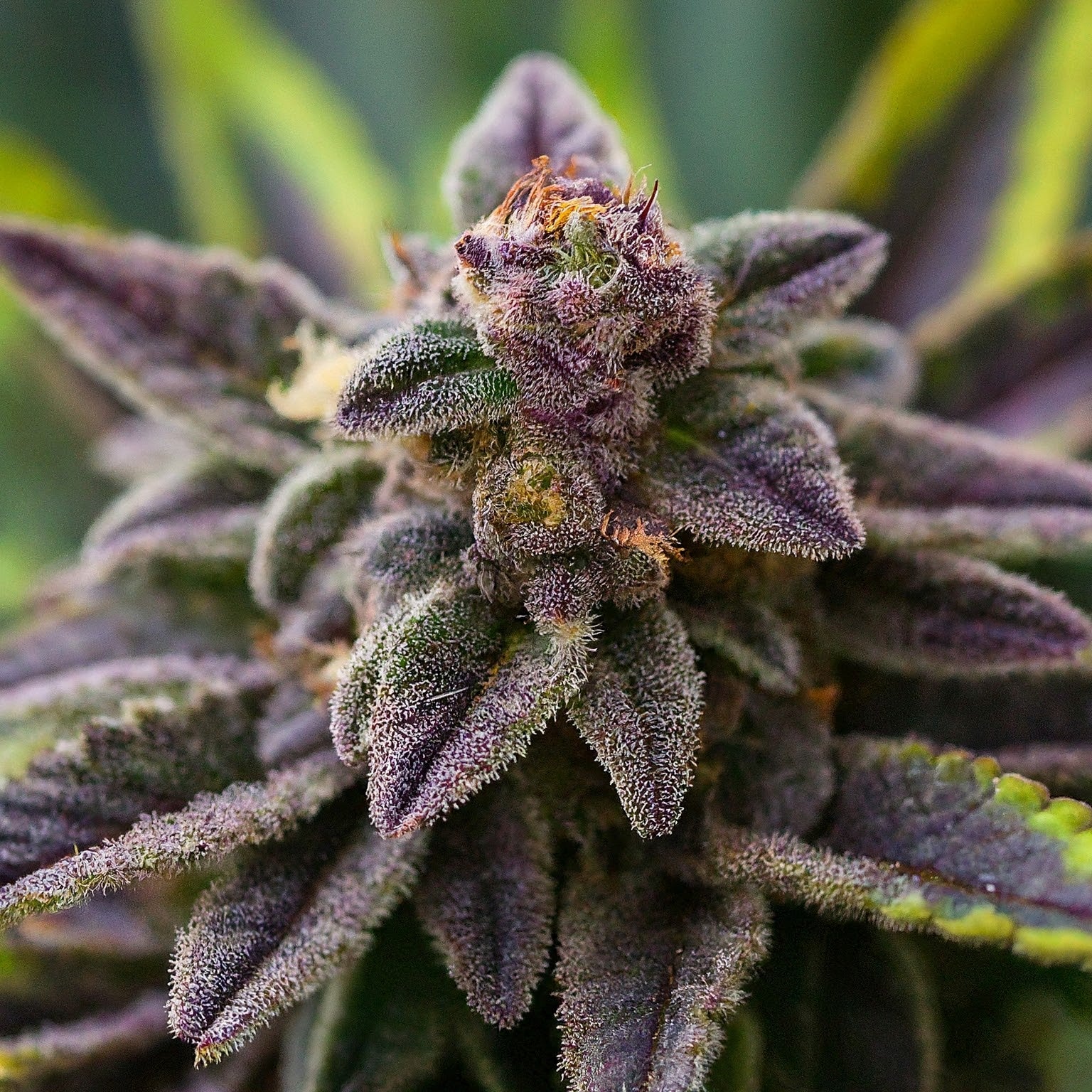 Black Russian Regular Seeds