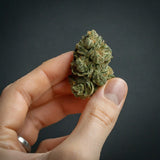 Black Russian Regular Seeds