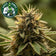 files/Bruce_Banner_-_Sativa_Autoflower_Cannabis_Seeds_a507a9c4-2e15-4bde-8be8-e72621abef3e.jpg