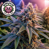 Bubble Gum Autoflower Seeds (2 Pack)
