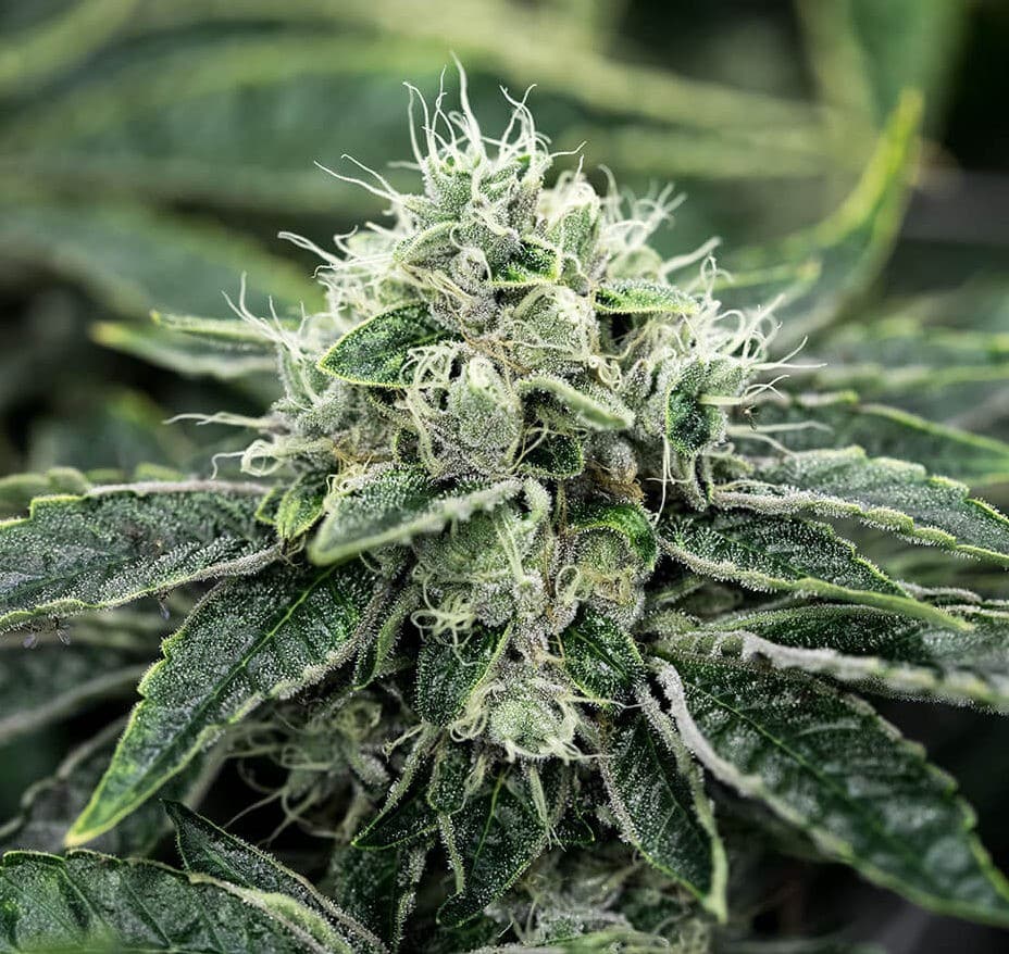 Chemdawg Feminized Seeds