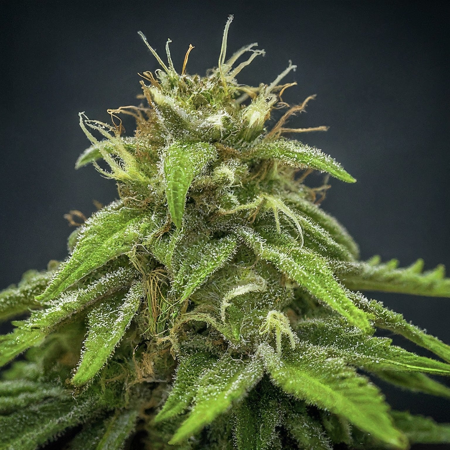 Chemdawg Feminized Seeds