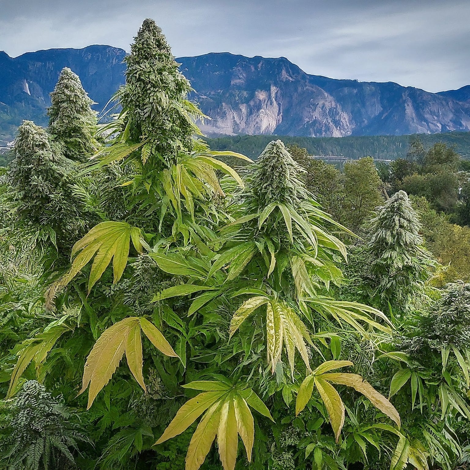 Chemdawg Feminized Seeds