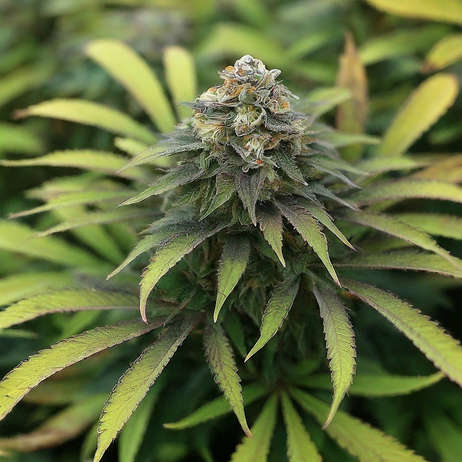 Chemdawg Feminized Seeds