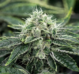 Chemdawg Feminized Seeds