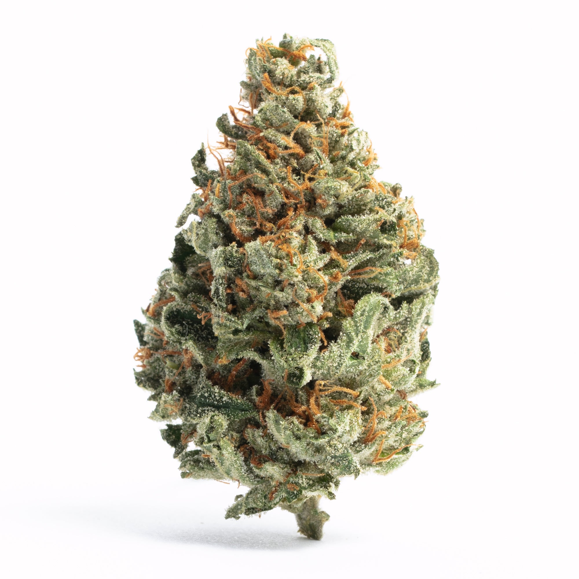 Chocolope Feminized Seeds (2 Pack)