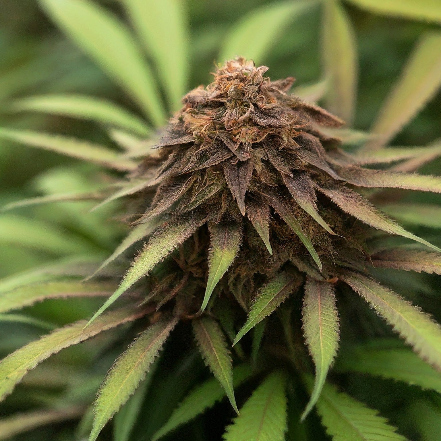 Chocolope Feminized Seeds (2 Pack)