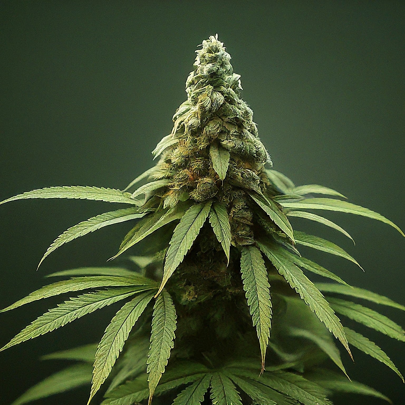 Chocolope Feminized Seeds (2 Pack)