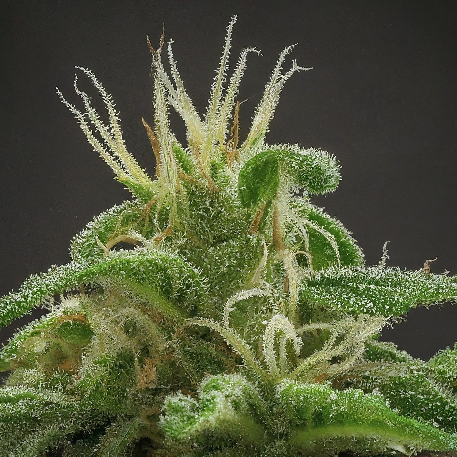 Chocolope Feminized Seeds (2 Pack)