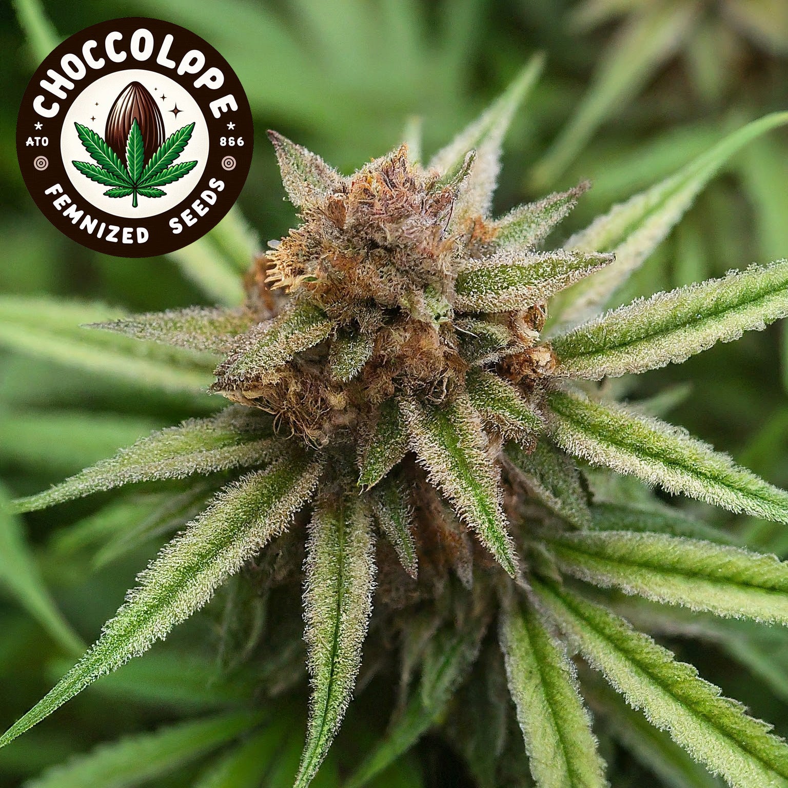 Chocolope Feminized Seeds (2 Pack)