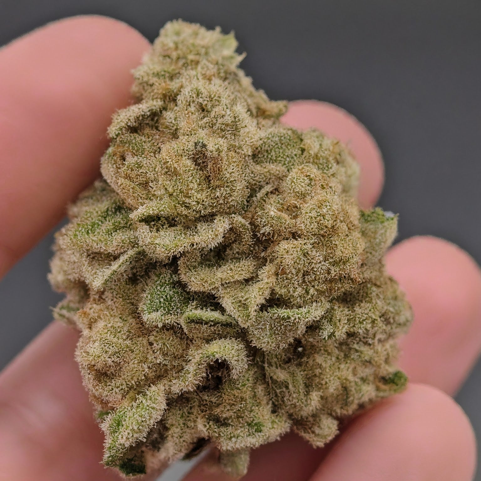 Chocolope Feminized Seeds (2 Pack)