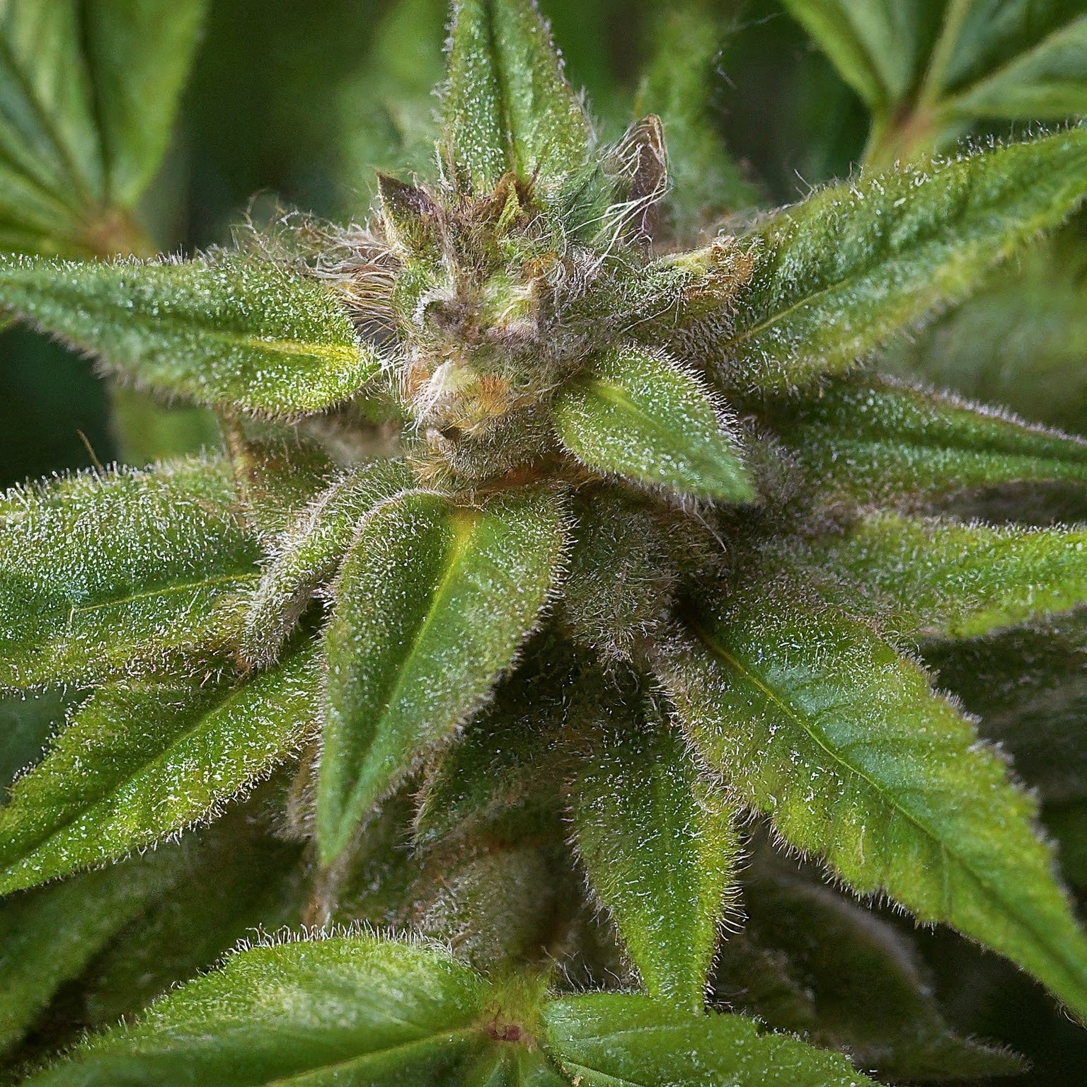 Chocolope Feminized Seeds (2 Pack)