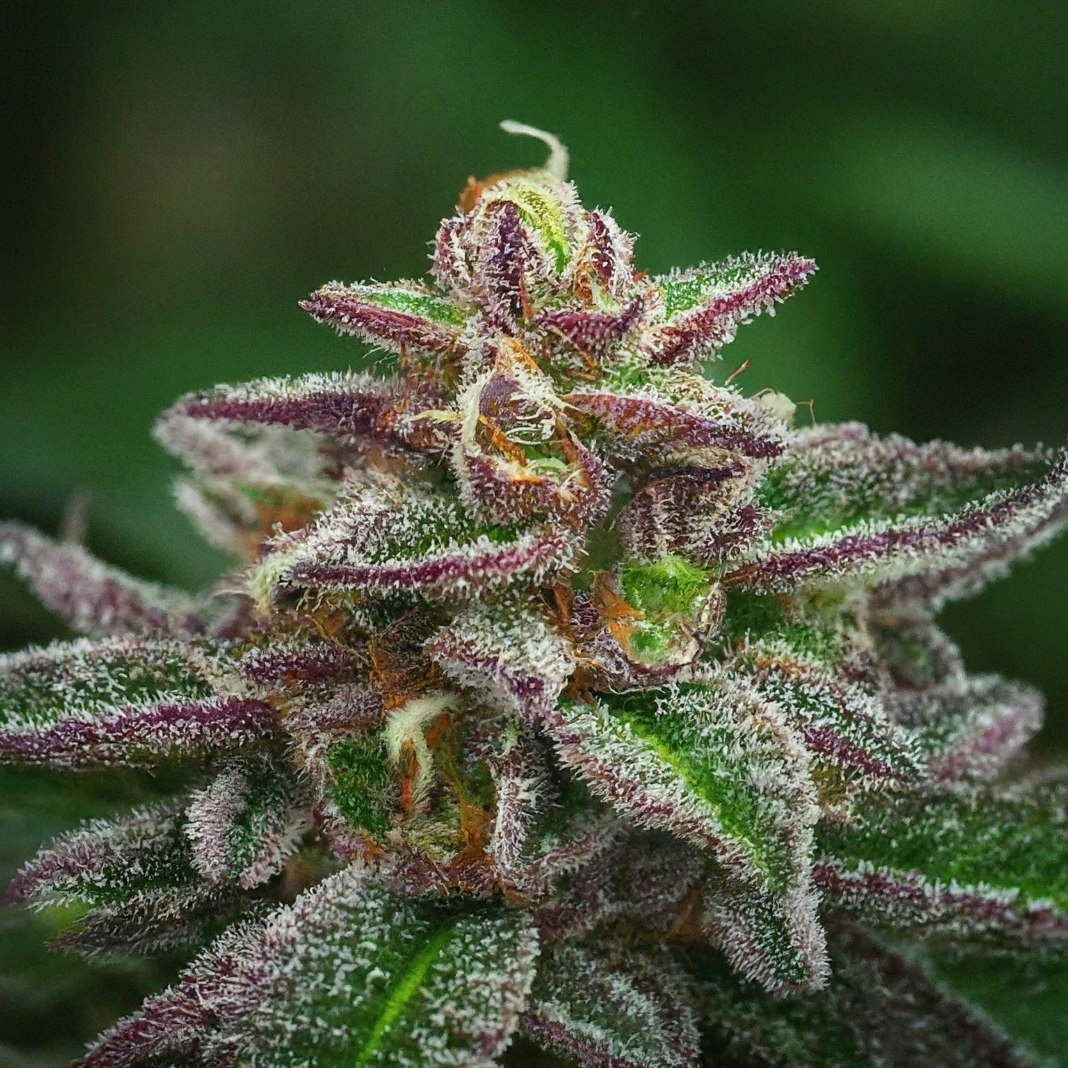 Chocolope Feminized Seeds (2 Pack)
