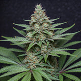Chronic Widow  Feminized Seeds (2 Pack)