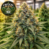 Critical Mass CBD Feminized Seeds