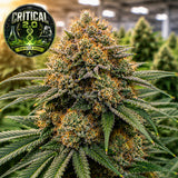 Critical 2.0 Feminized Seeds (2 Pack)
