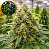Critical Auto Seeds (2 Pack)