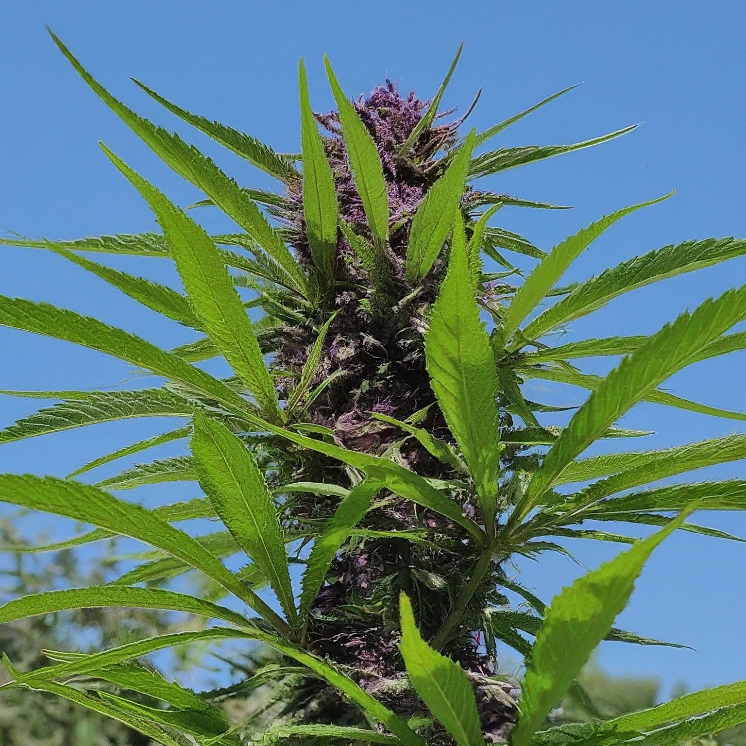 Do-si-dos Autoflower Seeds