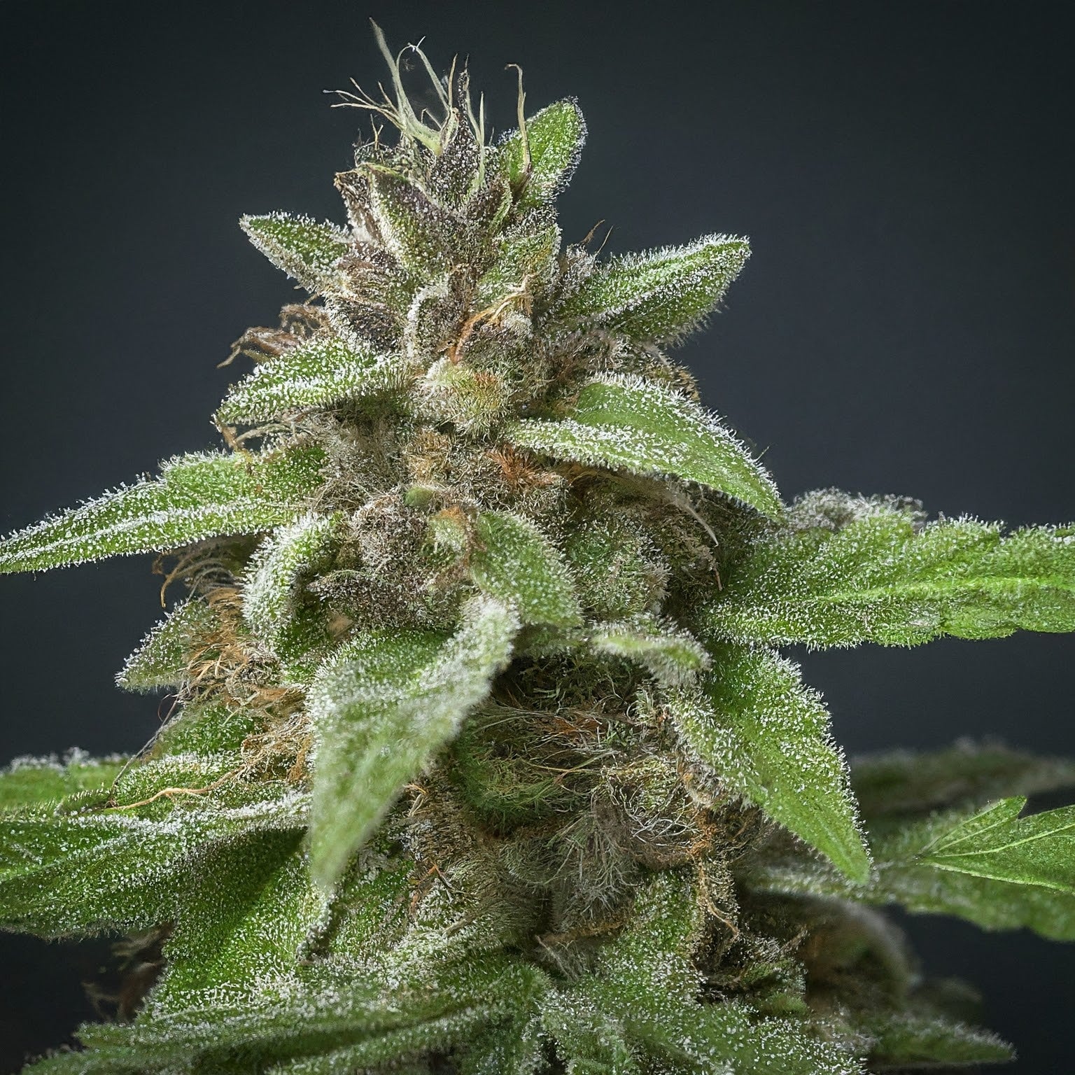 Do-si-dos Autoflower Seeds