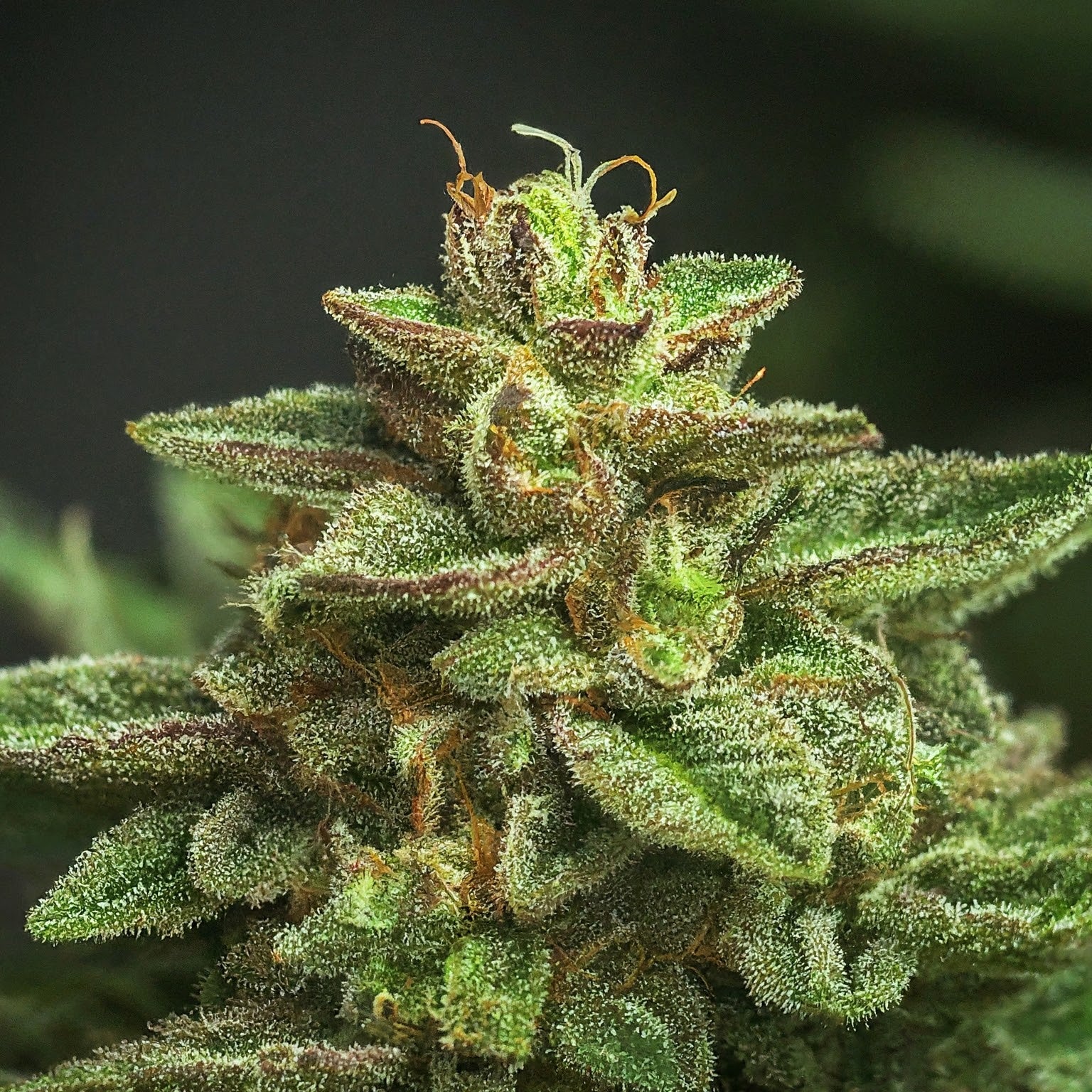 Do-si-dos Autoflower Seeds