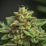 Do-si-dos Autoflower Seeds