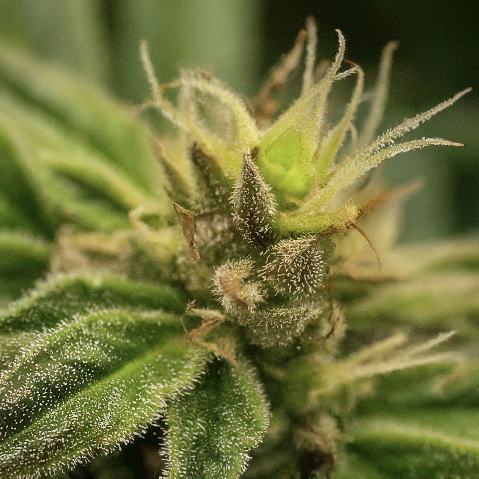 Durban Poison Feminized Seeds