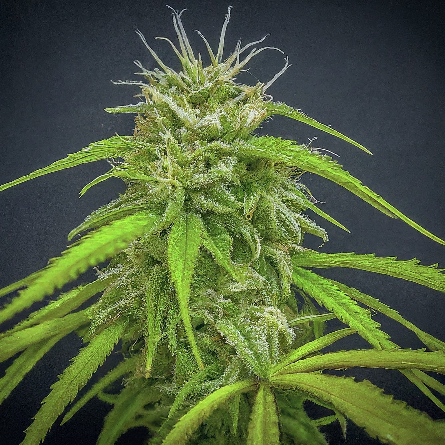 Durban Poison Feminized Seeds