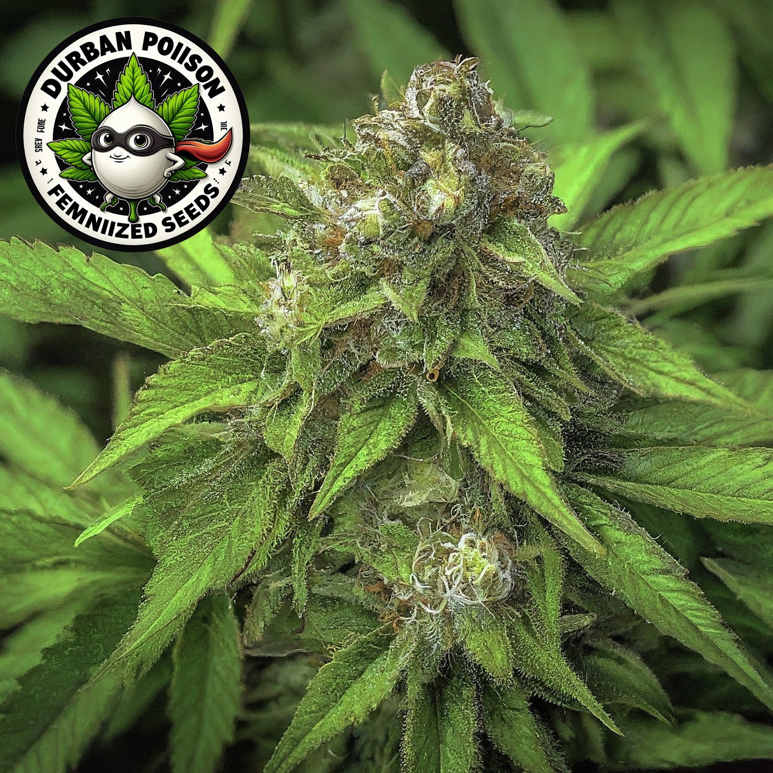 Durban Poison Feminized Seeds