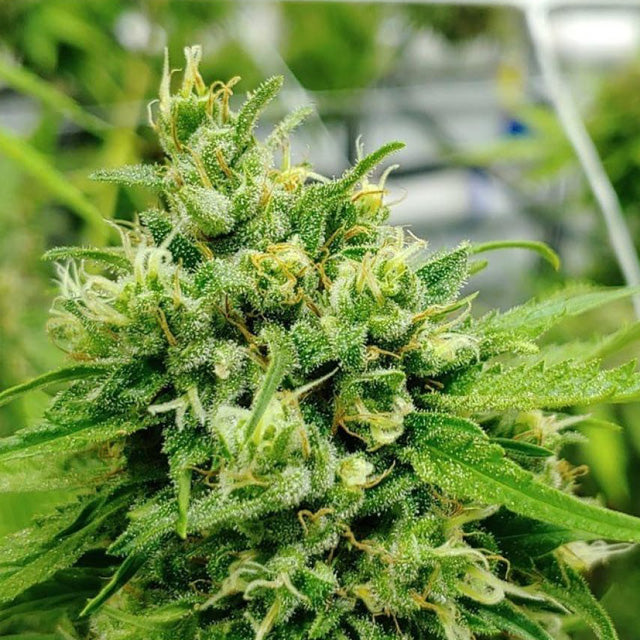 Durban Poison Feminized Seeds