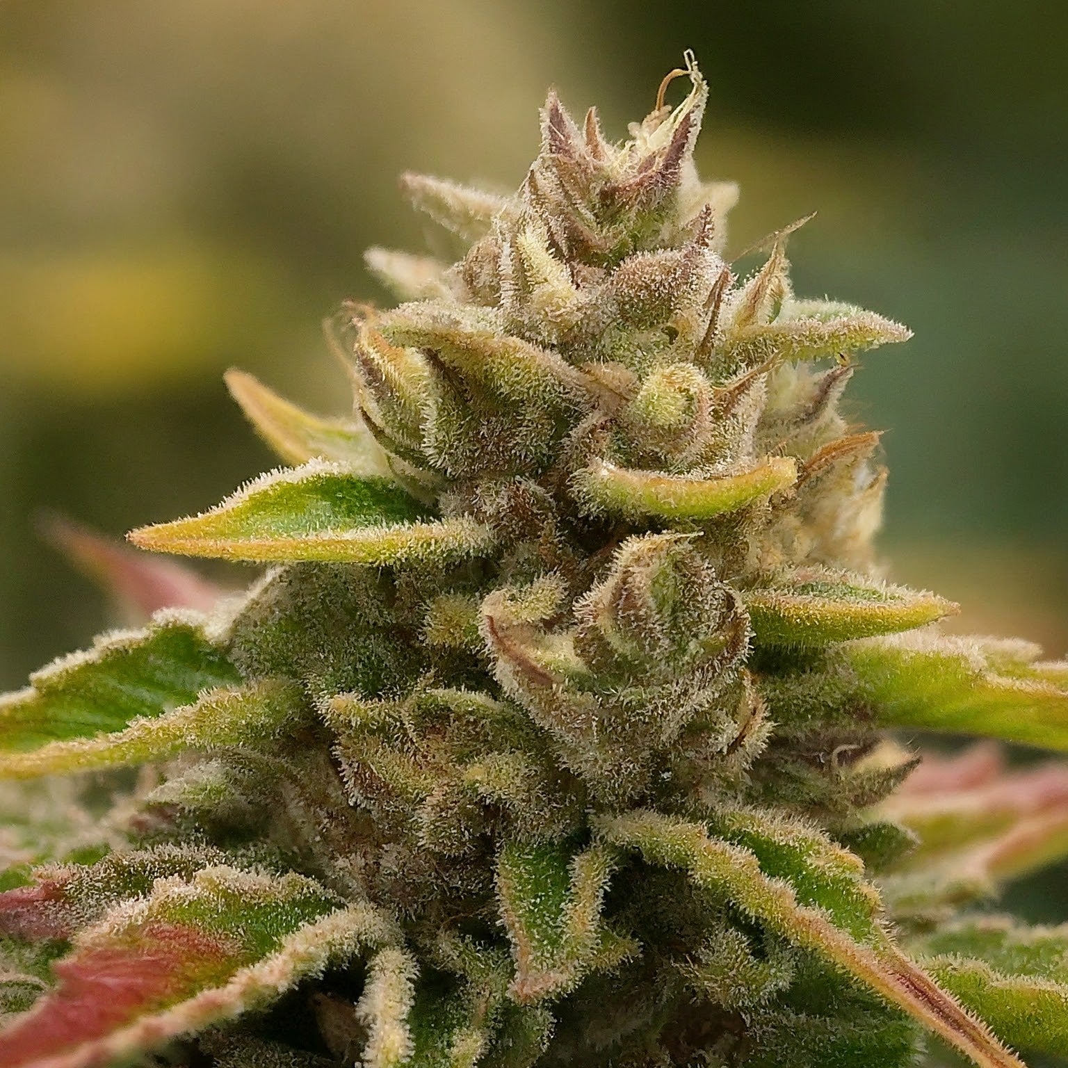 Fruit Salad Feminized Seeds (2 Pack)