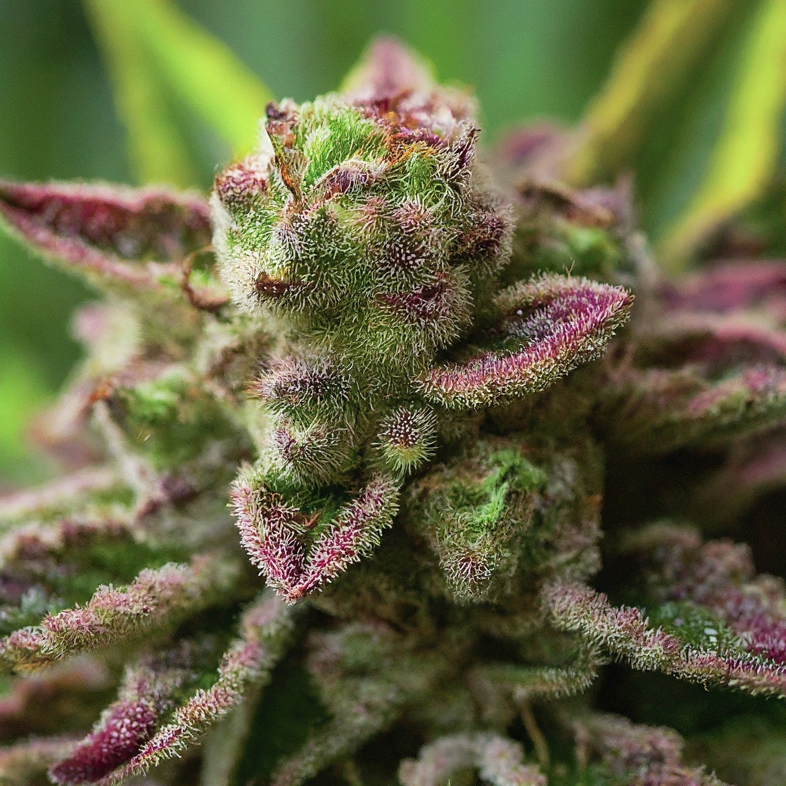Fruit Salad Feminized Seeds (2 Pack)