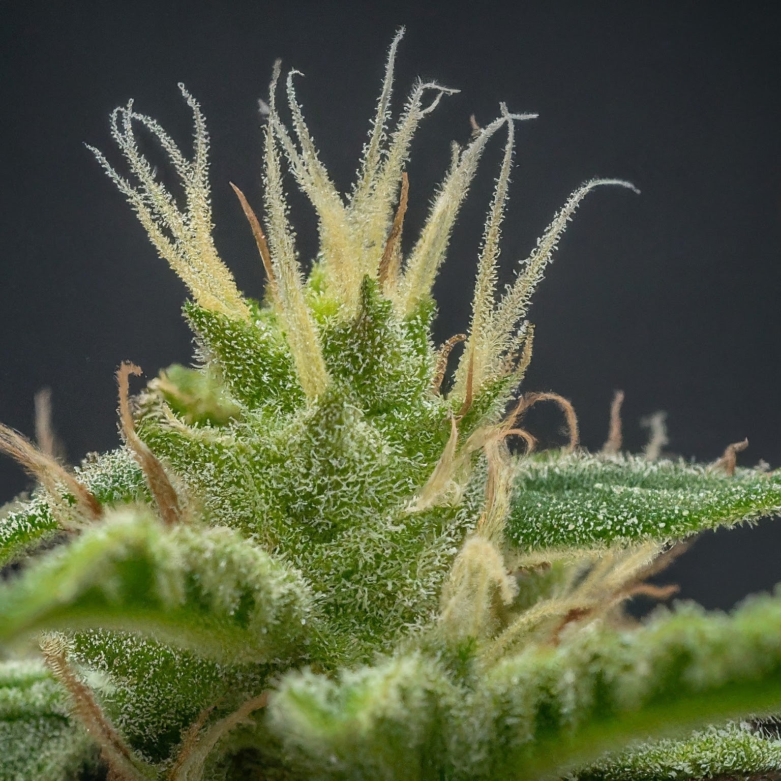 Fruit Salad Feminized Seeds (2 Pack)