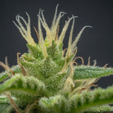 Fruit Salad Feminized Seeds (2 Pack)
