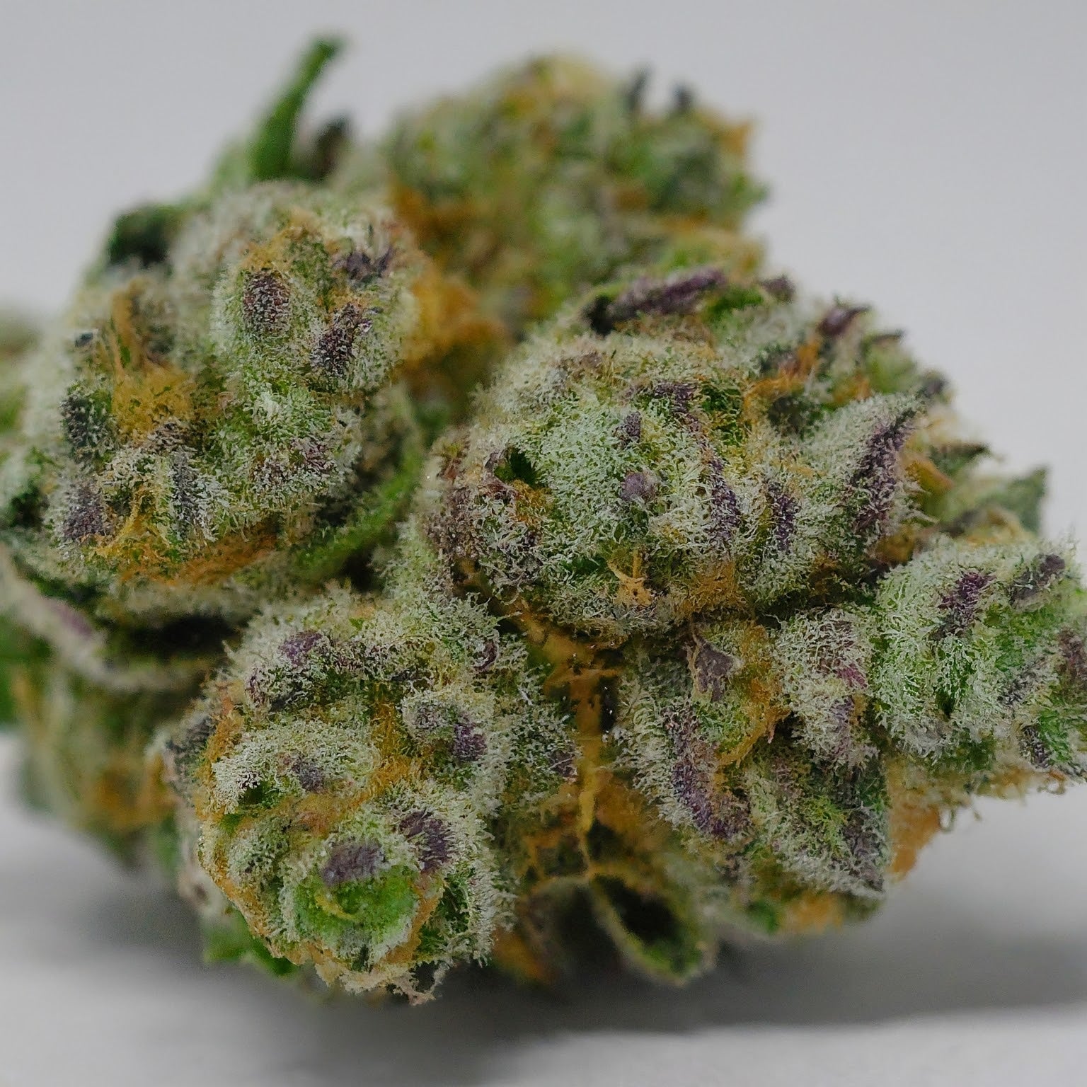 Fruit Salad Feminized Seeds (2 Pack)