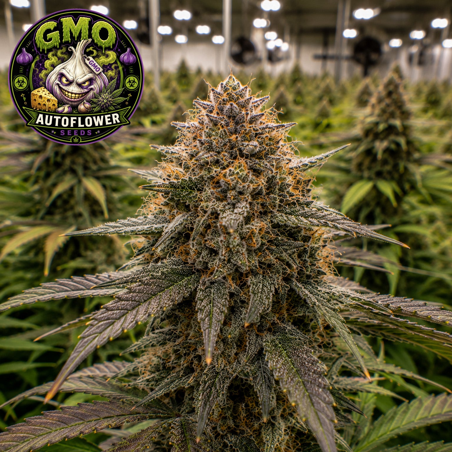 GMO AutoFlower Seeds (2 Pack)